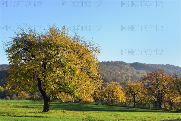 Autumn mood along the Burgenland Wine Road
