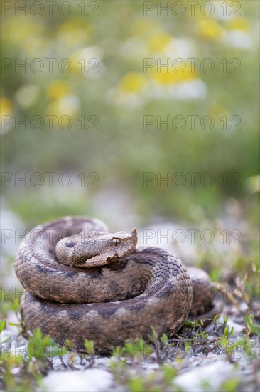 Horned Viper (Vipera ammodytes)