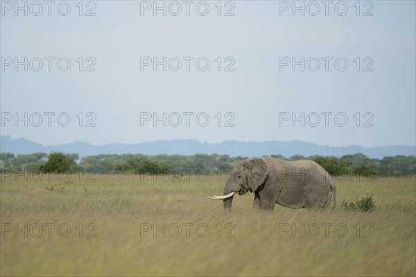 African Elephant (Loxodonta africana)