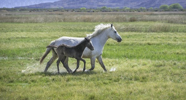 White mare with dark foal running through wet grass