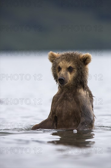 Brown bear (Ursus arctos)