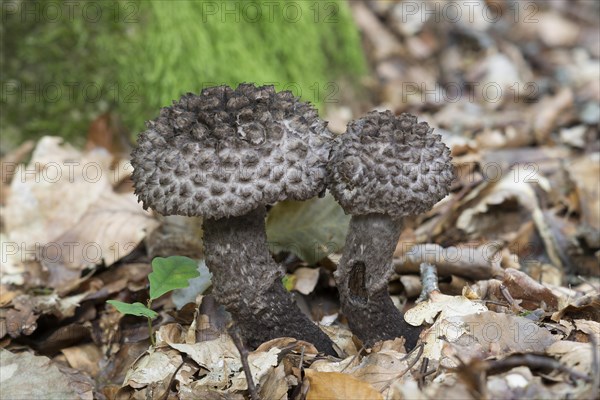 Old Man of the Woods (Strobilomyces strobilaceus)