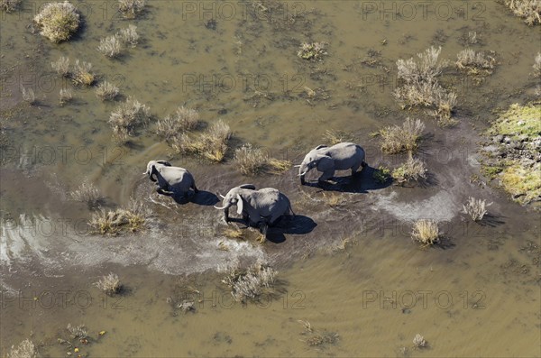 African Elephants (Loxodonta africana)