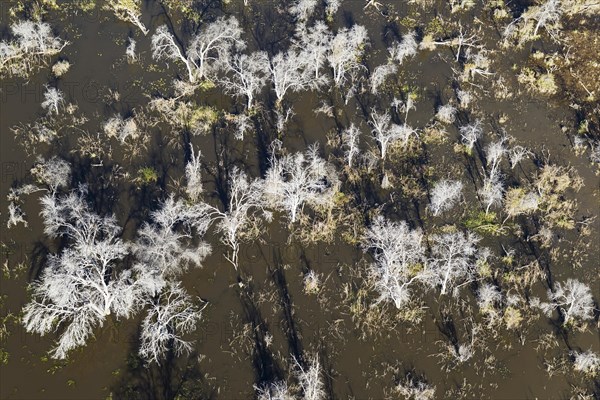 Dead Mopane Trees (Colophospermum mopane) in a freshwater marsh