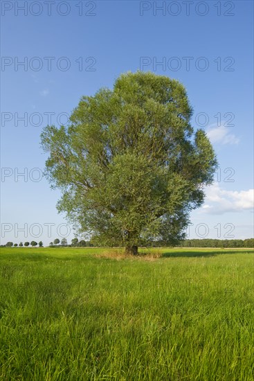 Solitary crack willow (Salix fragilis)