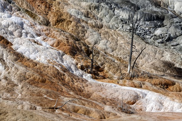 Limestone sinter terraces