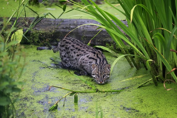 Fishing Cat (Prionailurus viverrinus)