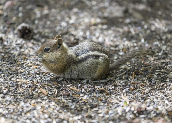 Eastern Chipmunk (Tamias striatus)