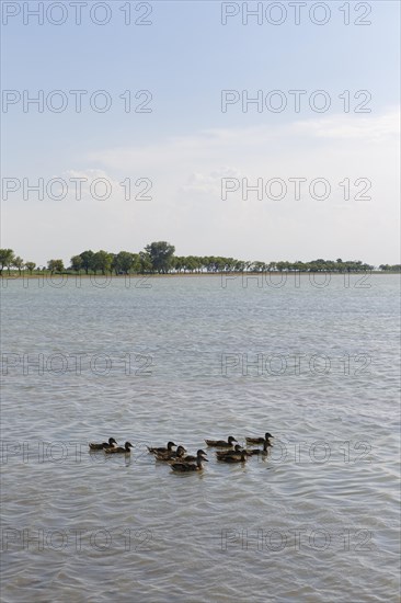 Ducks on Lake Zicksee