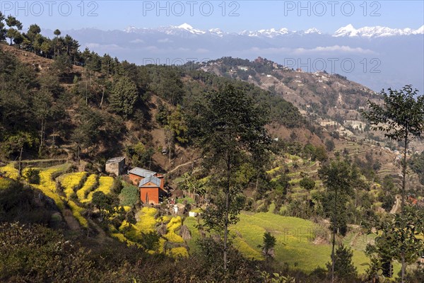 View of terraced fields and the mountains of the Himalayas