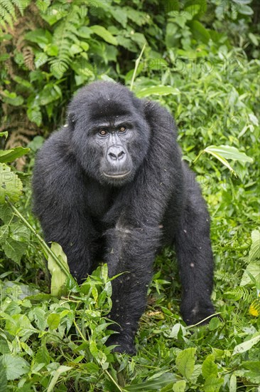 Mountain Gorilla (Gorilla beringei beringei) of the Nkuringo group