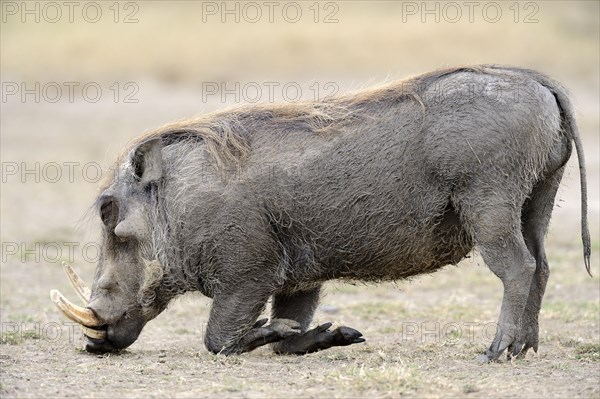 Warthog (Phacochoerus africanus)