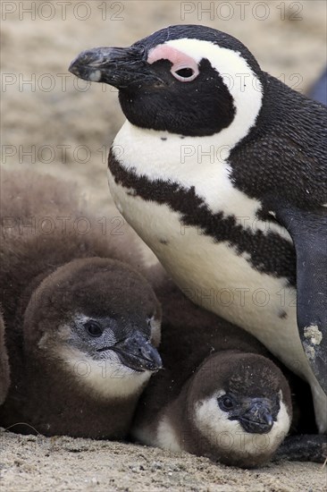 African Penguin (Spheniscus demersus)