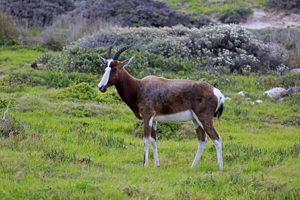 Blesbok or Bontebok (Damaliscus dorcas dorcas