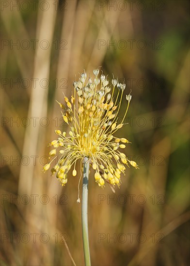Small Yellow Onion (Allium flavum)