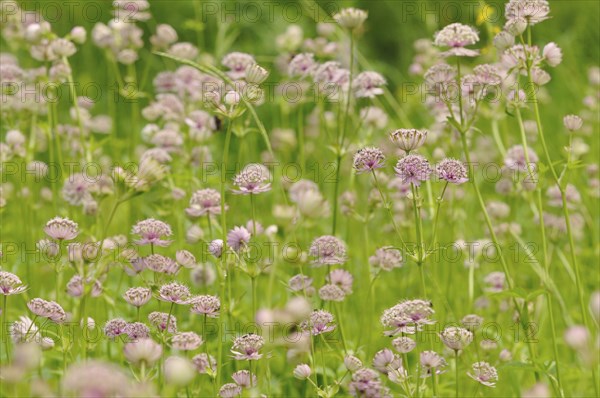 Masterwort (Astrantia)