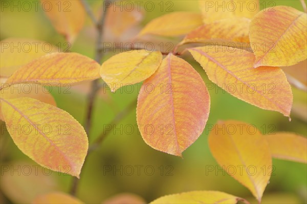 Dogwood (Cornus sanguinea)