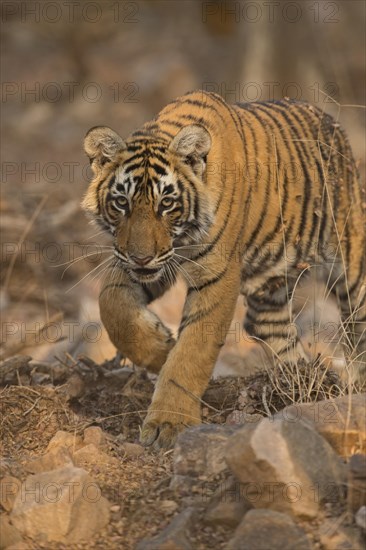 Sub-adult Bengal or Indian tiger (Panthera tigris tigris) approaching on rocky ground