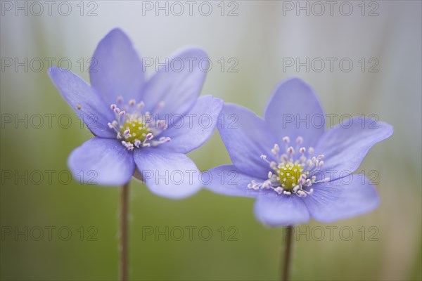 Anemone hepatica (Hepatica nobilis)