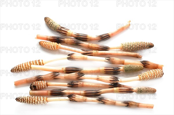 Horsetails (Equisetum arvense)