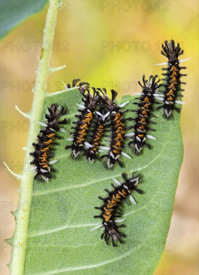 Caterpillars of Milkweed Tussock Moth (Euchaetes egle) eating milkweed leaf