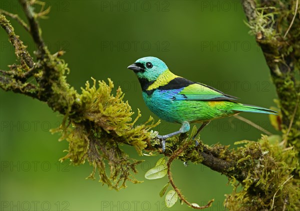 Three-coloured Tanager (Tangara seledon) sits on a branch