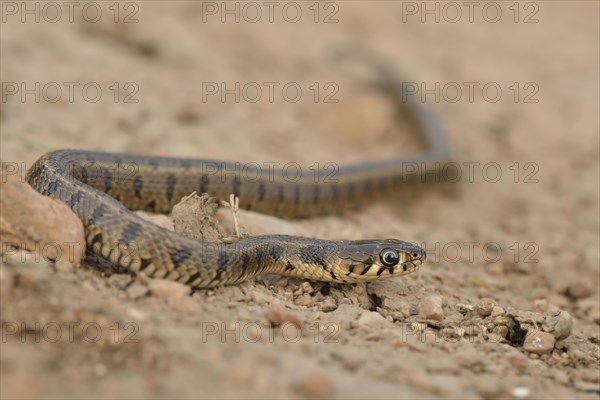 Subadult Balkan grass snake (Natrix natrix persa)