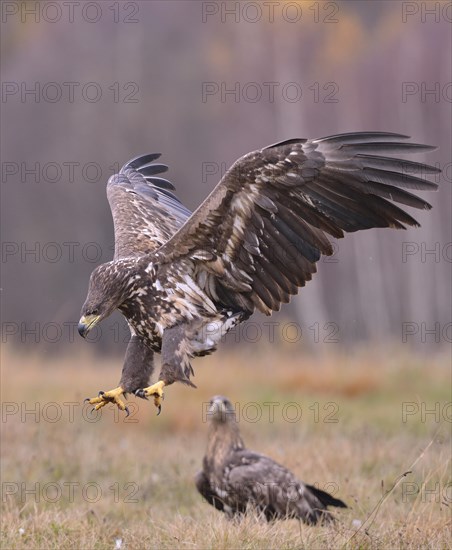 White-tailed Eagle (Haliaeetus albicilla) in flight in an autumn landscape