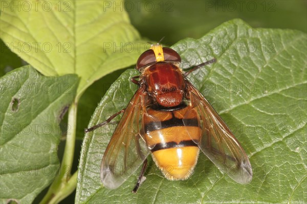 Hornet mimic hoverfly (Volucella zonaria)