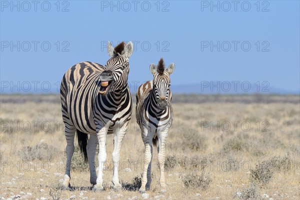 Burchell's Zebras (Equus burchelli)