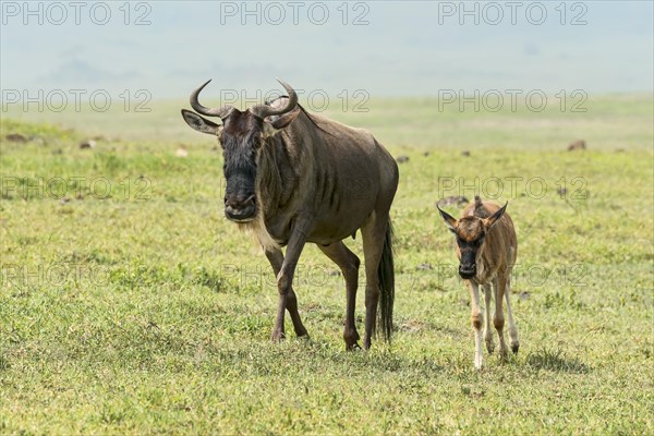 Blue Wildebeest (Connochaetes taurinus)