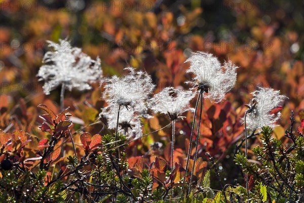 Mountain Avens (Dryas octopetala)