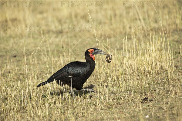 Southern Ground Hornbill (Bucorvus leadbeateri) with turtle in its beak