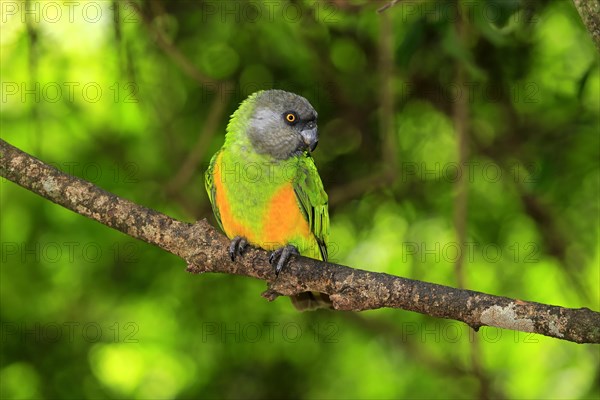 Senegal Parrot (Poicephalus senegalus)