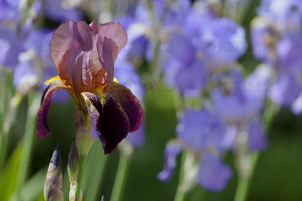 Bearded Iris