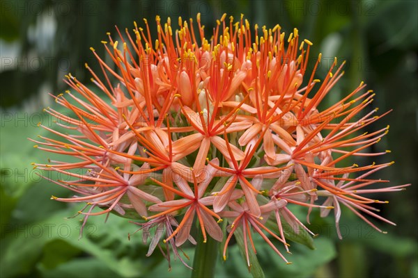 Blood Lily (Scadoxus multiflorus)