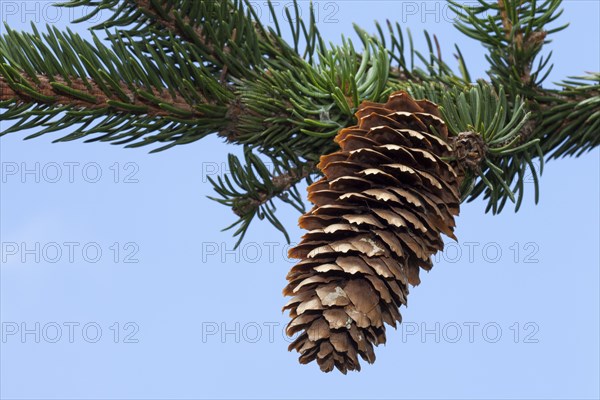 Spruce cone (Picea abies 'Virgata')