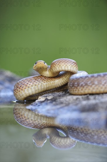 Aesculapian Snake (Zamenis longissimus) at water's edge