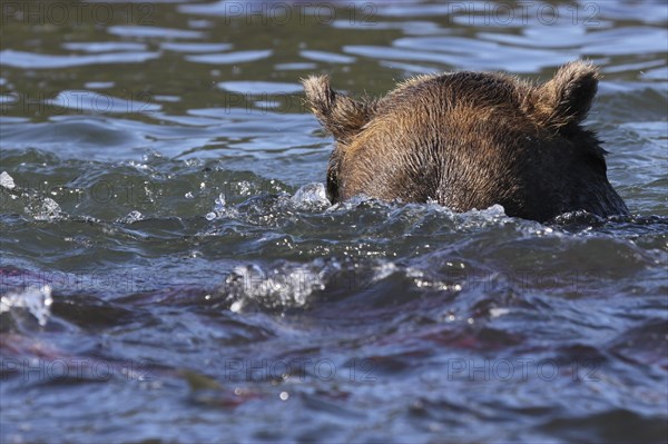 Brown bear (Ursus arctos)