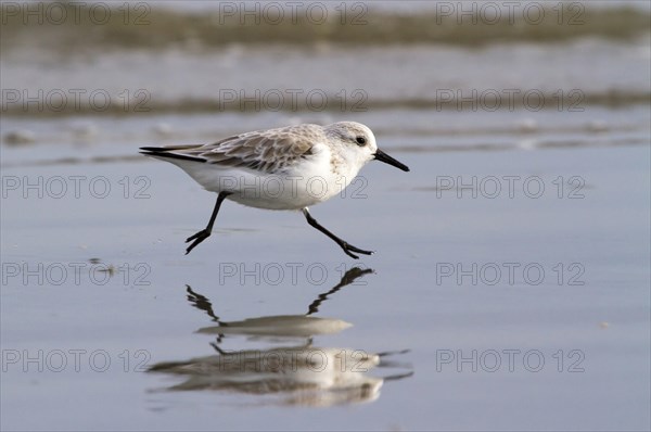 Sanderling (Calidris alba) in winter plumage running on the ocean beach