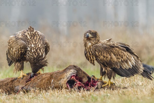 Two young eagles (Haliaeetus albicilla)