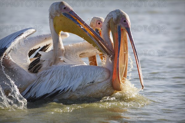 Great White Pelicans (Pelecanus onocrotalus) fighting over fish