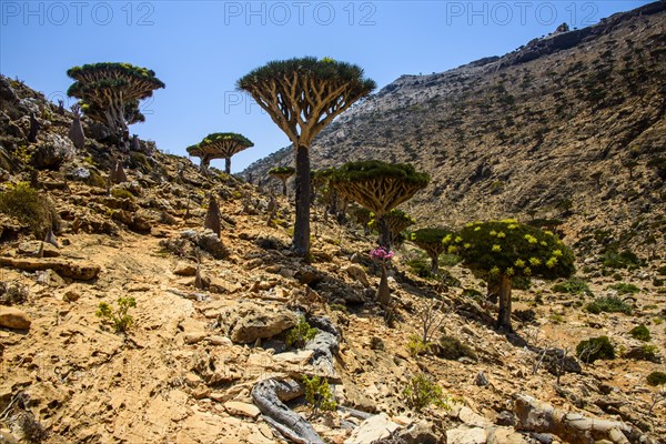 Socotra Dragon Trees or Dragon Blood Trees (Dracaena cinnabari)