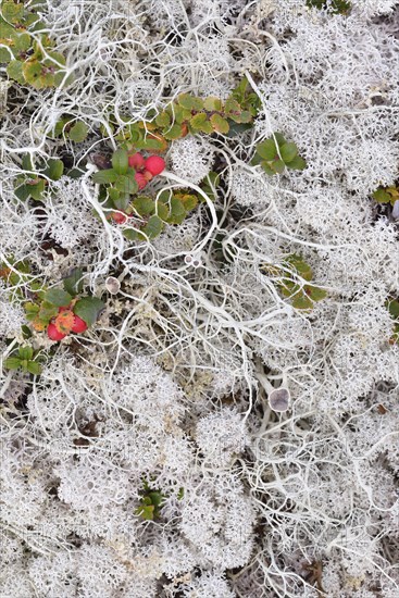 Overgrown ground with reindeer moss in a Fjell landscape