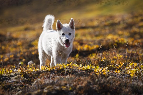 Greenland Dog or Greenland Husky