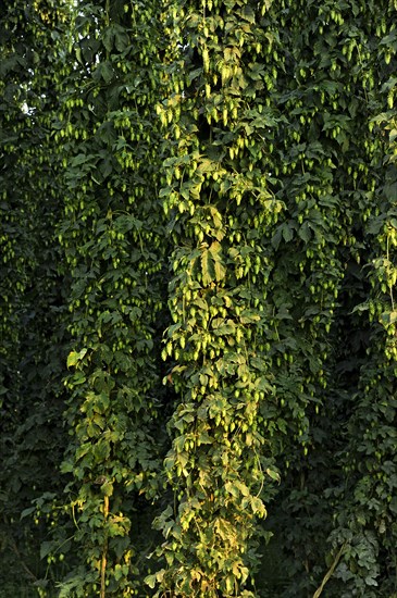 Hop plants (Humulus lupulus)