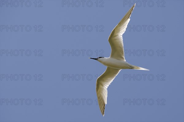 Sandwich Tern (Sterna sandvicensis)