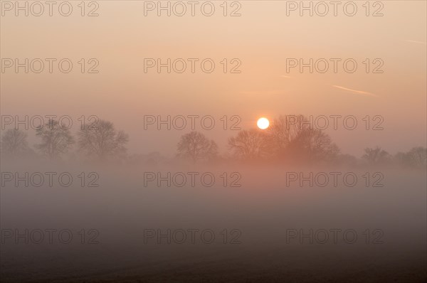 Sunrise with trees and fog