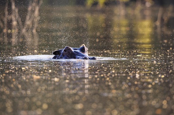 Hippopotamus (Hippopotamus amphibicus)