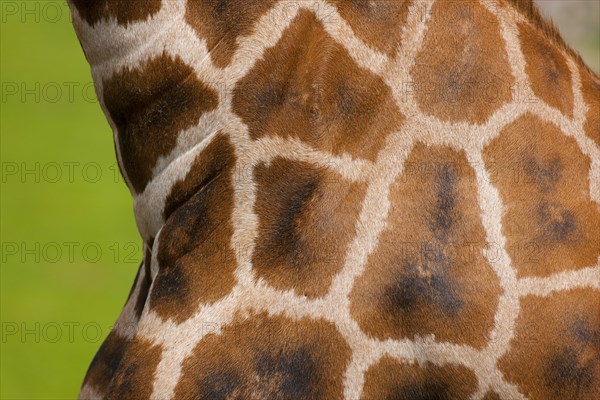 Rothschild's Giraffe (Giraffa camelopardalis rothschildi)